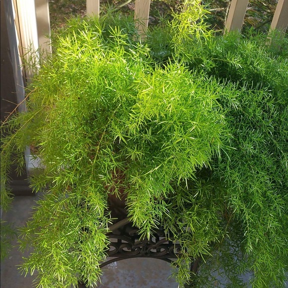 Meet your Posher, Marsha - Picture 5 of 8